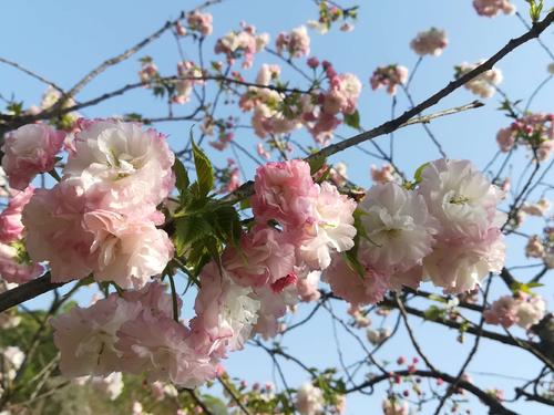 長沙潯龍河櫻花谷、田漢文化園一日游