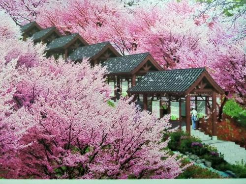 長沙潯龍河櫻花谷、田漢文化園一日游